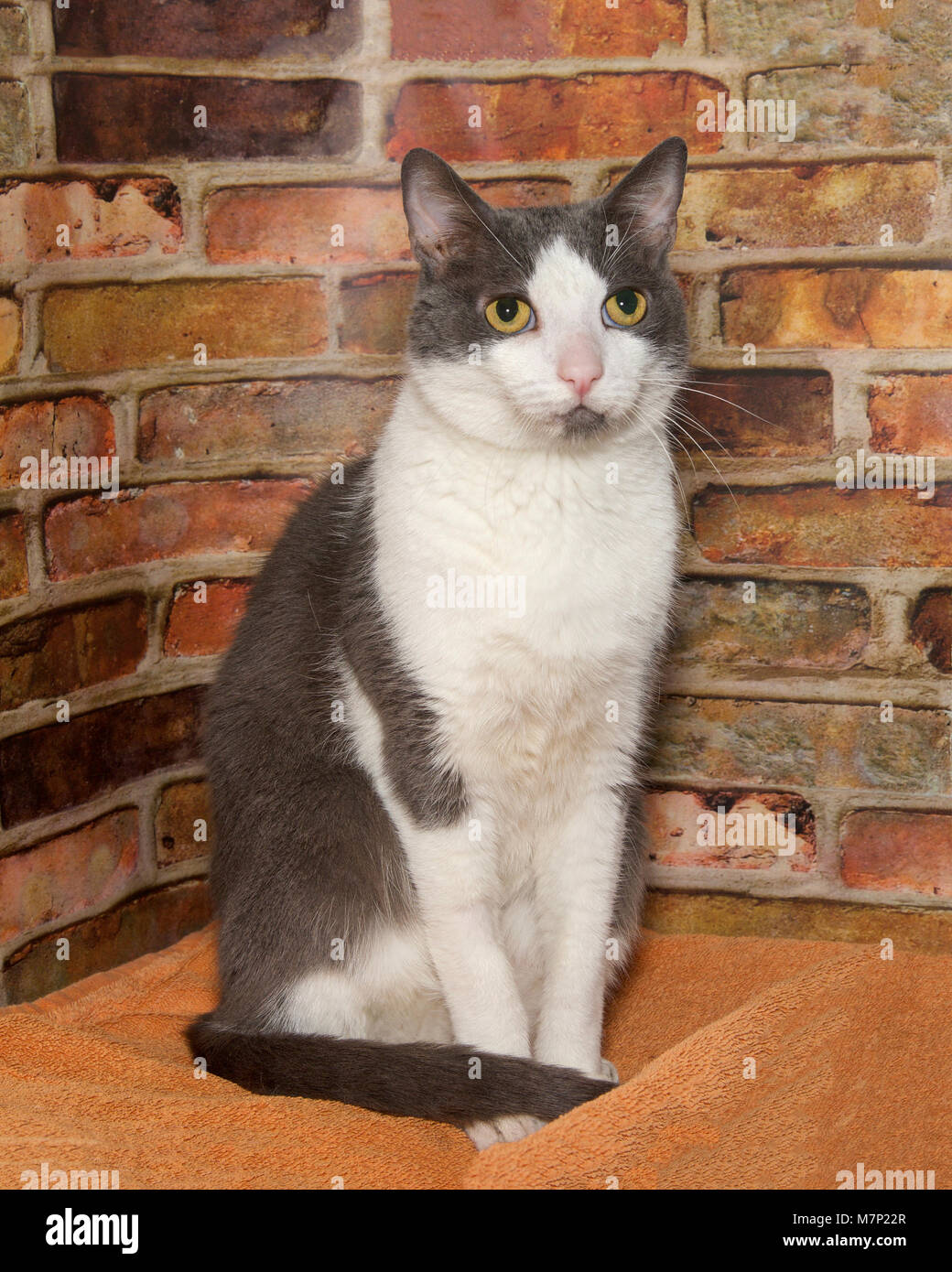 Chat Gris Et Blanc Assis Dans Un Coin à Droite Pour Les