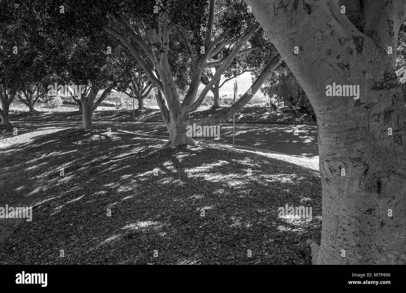 De monochrome rangée d'arbres dans le Parc du Bicentenaire. Le Parc olympique de Sydney. L'AUSTRALIE Banque D'Images