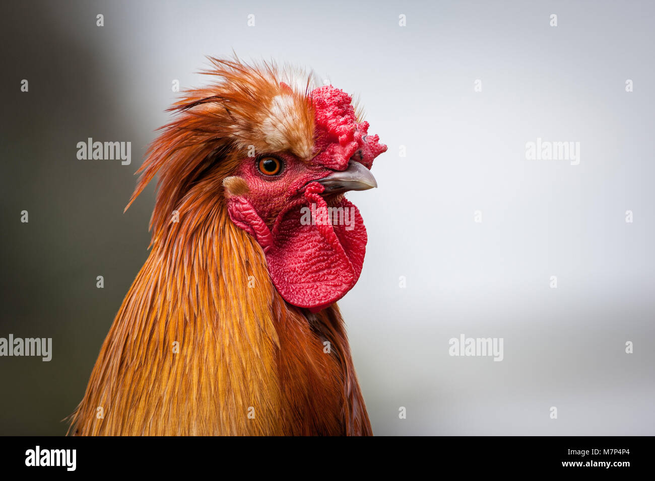 Un coq en libre parcours sur une basse-cour Banque D'Images