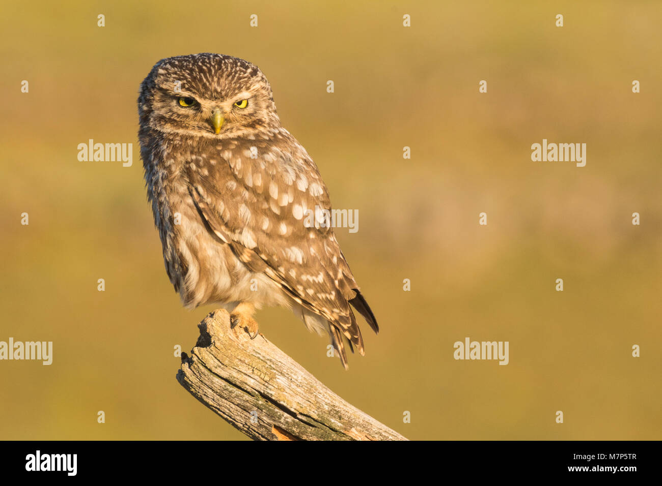 Mochuelo europeo (Athene noctua) fotografiado desde un masquer en Segovia (Espagne). Banque D'Images