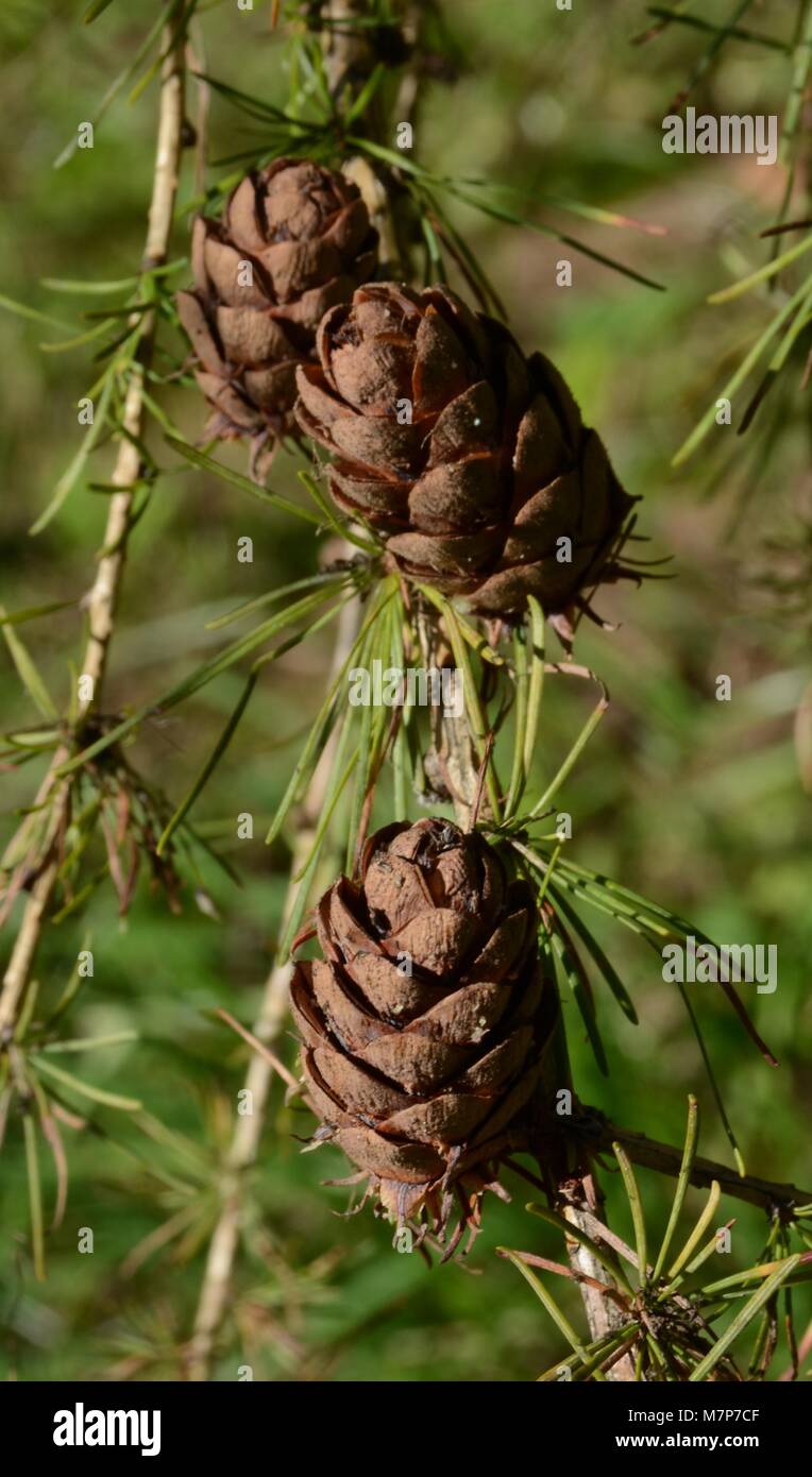 Branche De Mélèze Avec Les Jeunes Aiguilles Et Les Petits Cônes Dans Le PS Photo Stock - Image