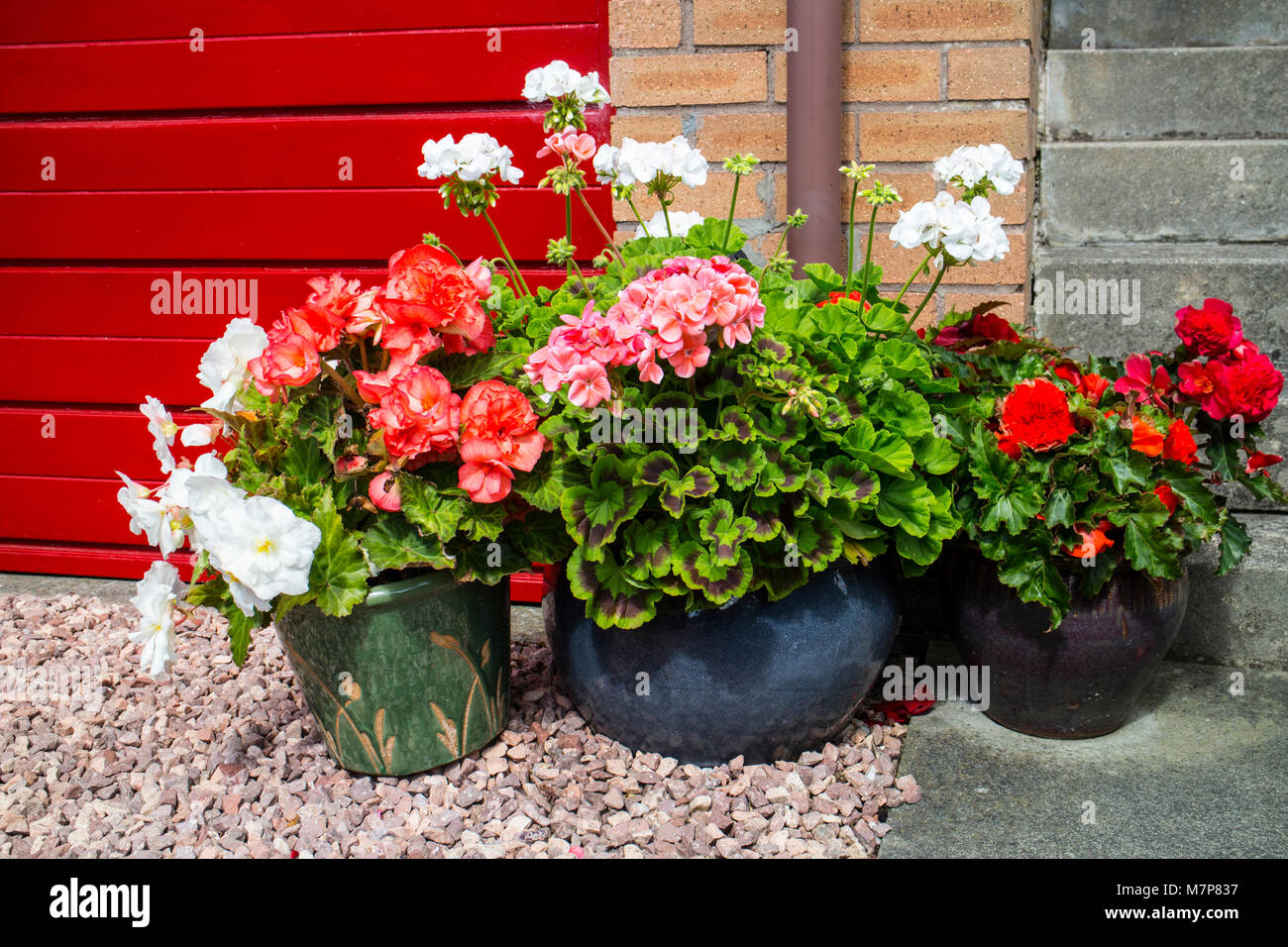 Affichage des bégonias en pot et de Pélargonium. Banque D'Images