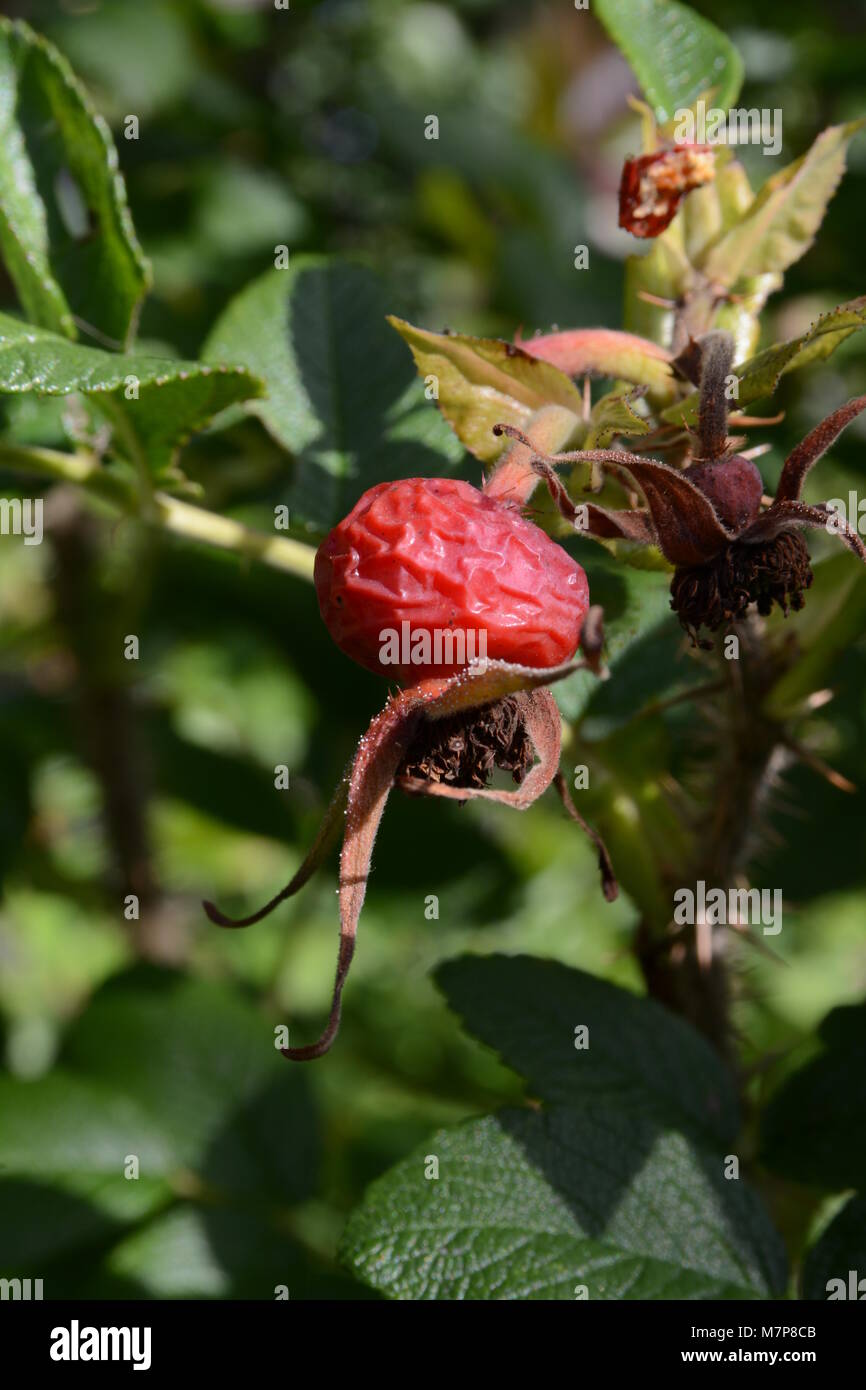 De rose musquée séchés sur un buisson Banque D'Images