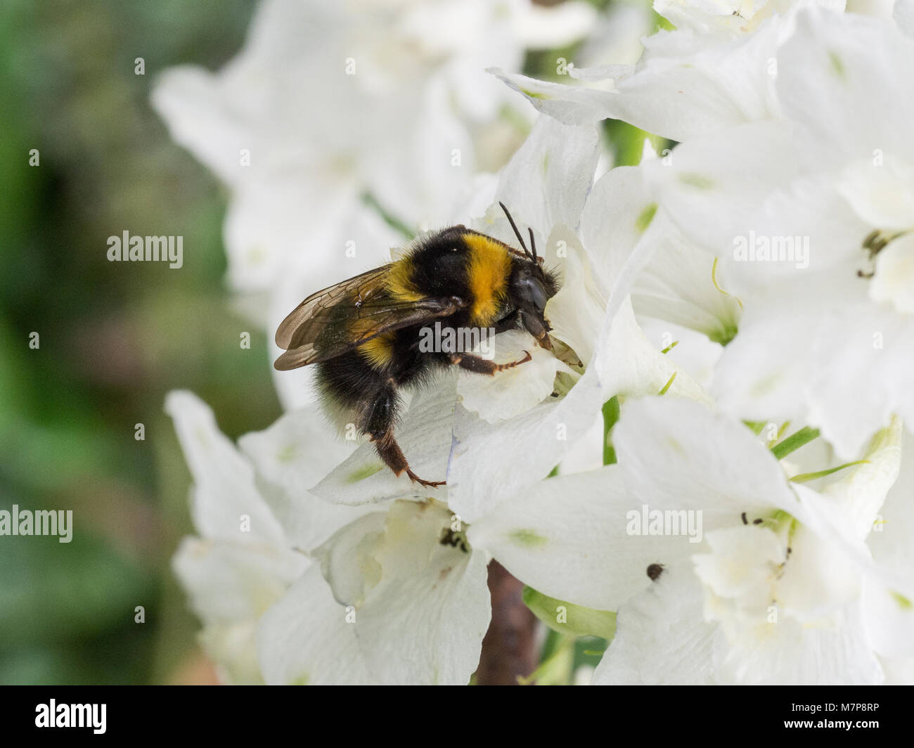 Close up of a garden bourdon se nourrissant d'un delphinium fleur blanche Banque D'Images