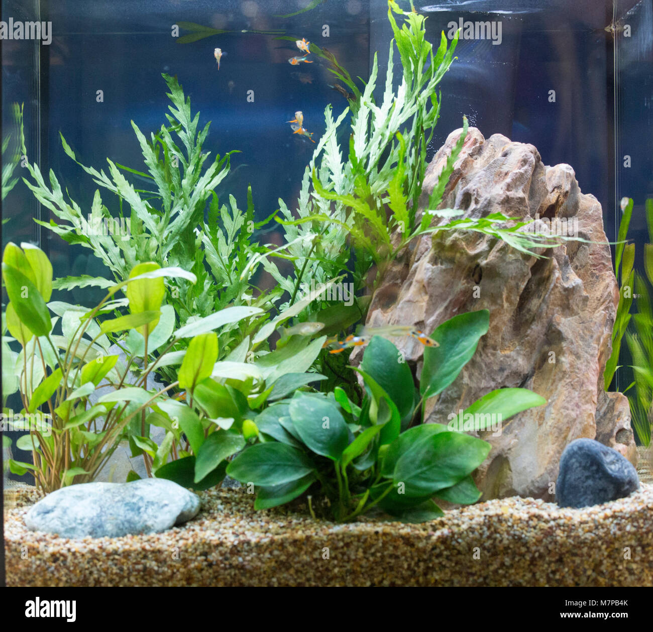 Magnifique aquarium d'eau douce tropicaux plantés avec des poissons Banque D'Images