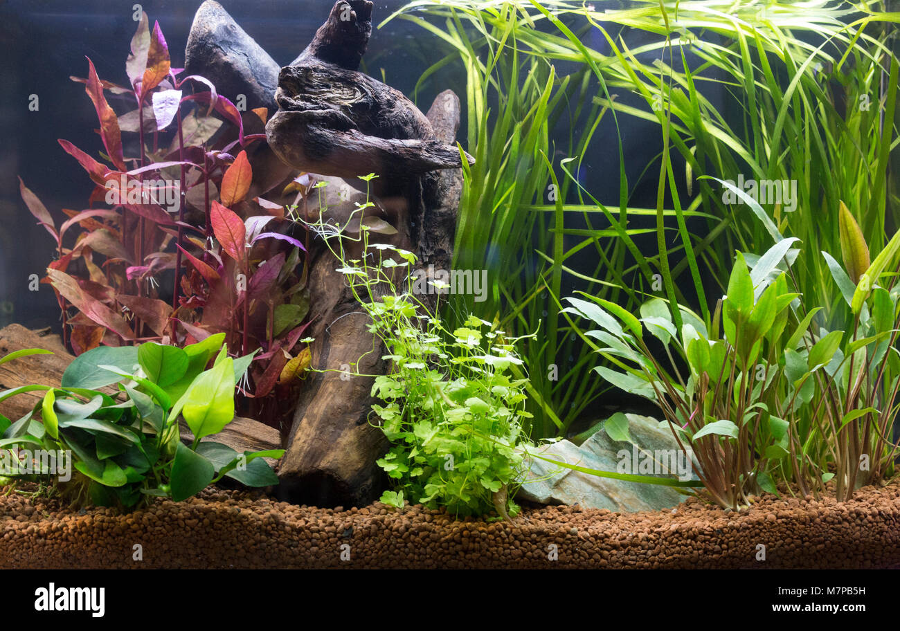 Magnifique aquarium d'eau douce tropicaux plantés avec des poissons Banque D'Images