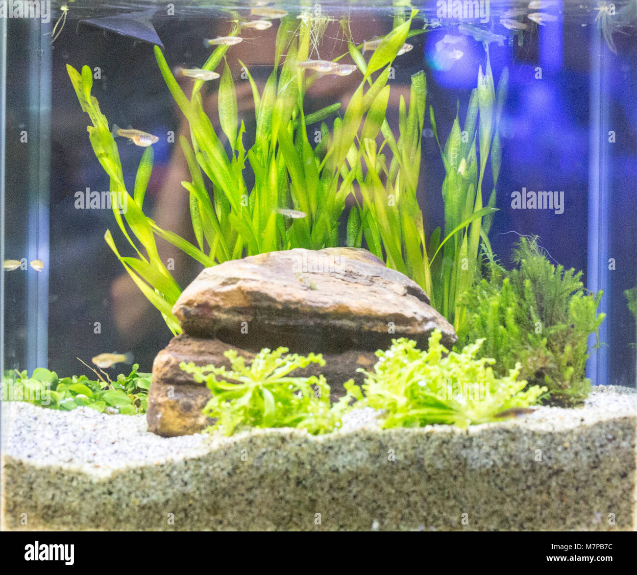 Magnifique aquarium d'eau douce tropicaux plantés avec des poissons Banque D'Images