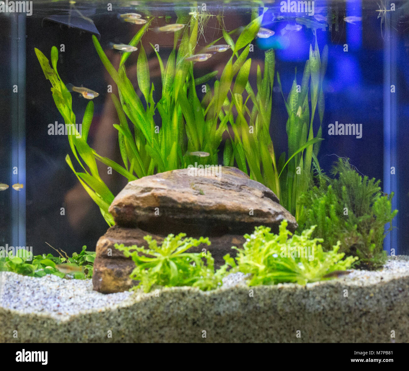 Magnifique aquarium d'eau douce tropicaux plantés avec des poissons Banque D'Images