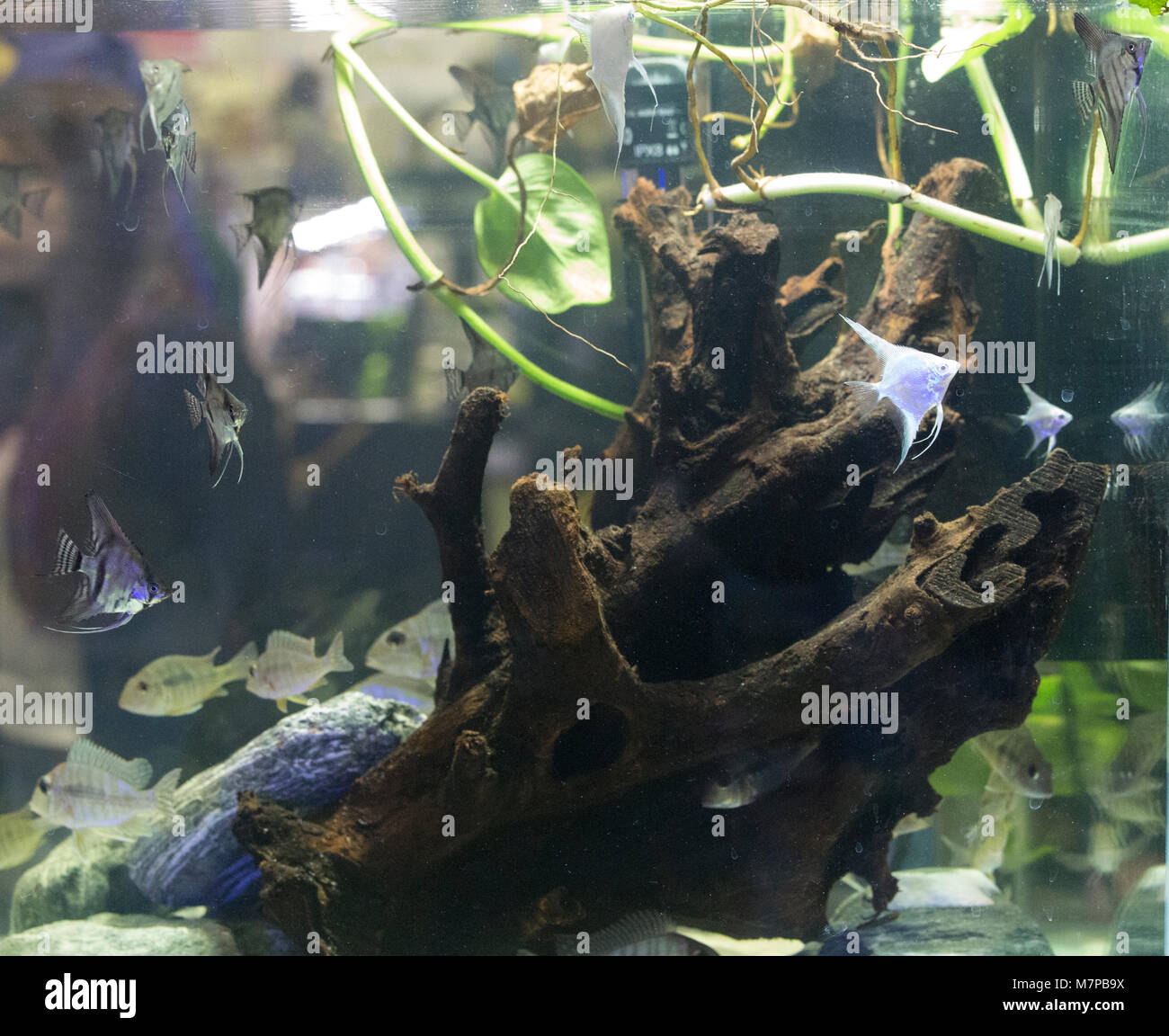 Magnifique aquarium d'eau douce tropicaux plantés avec des poissons Banque D'Images