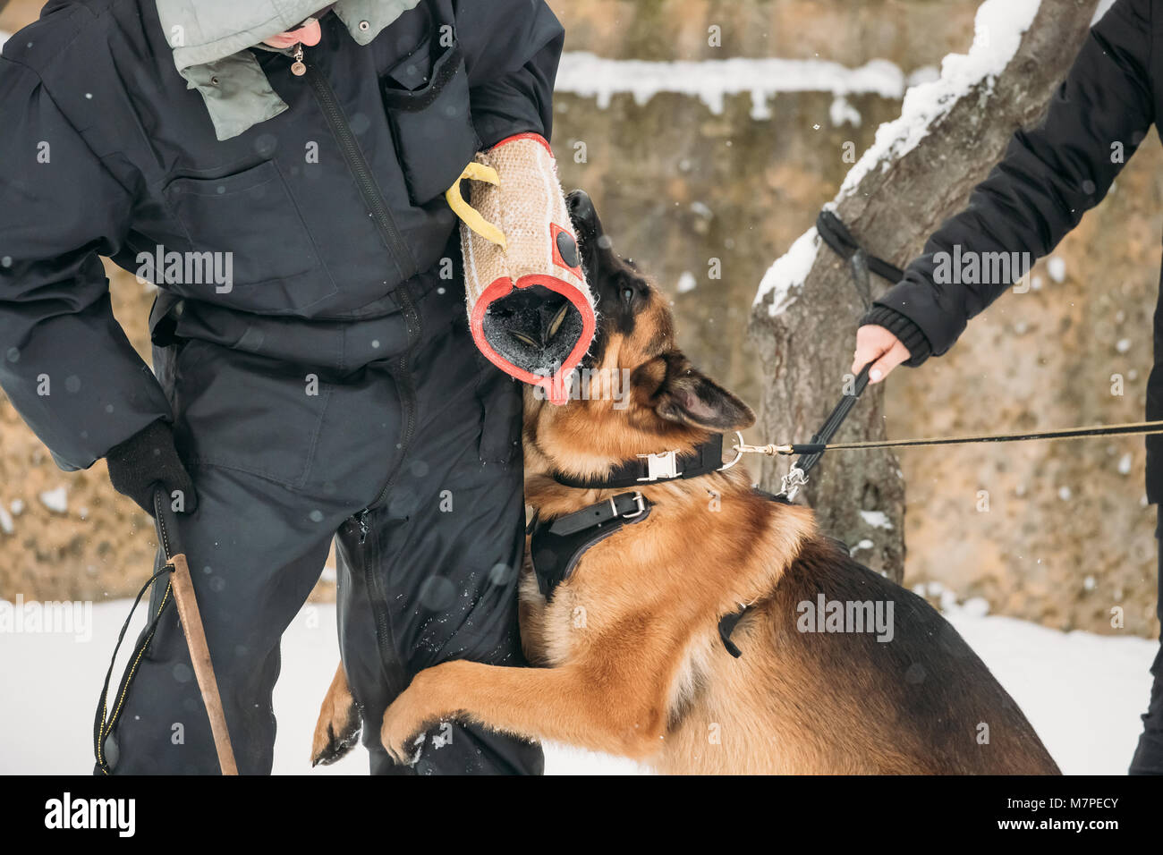 La formation de berger allemand pure race, jeune chien ou Chien Loup d'Alsace. L'attaque et la défense. La saison d'hiver Banque D'Images