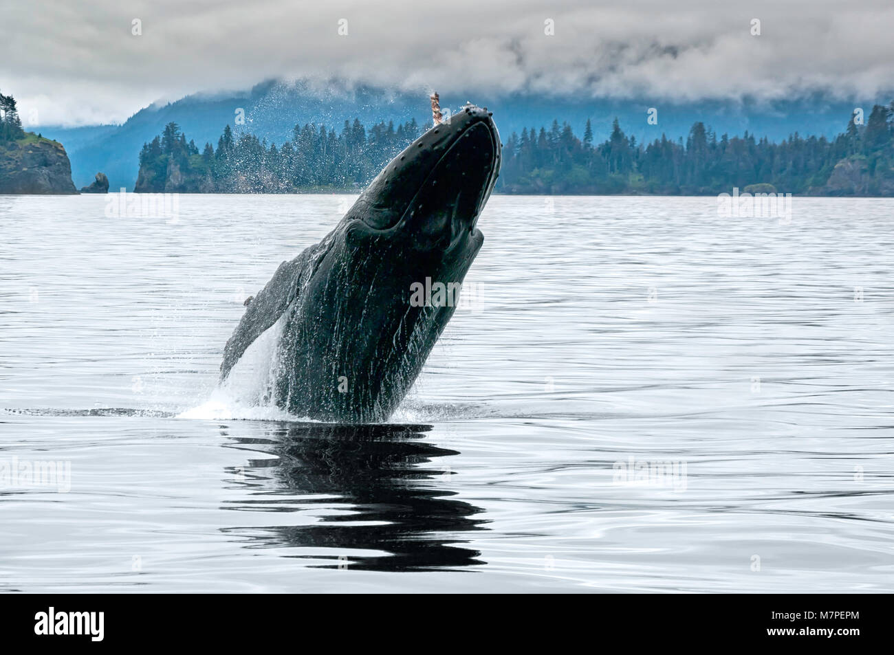Un big whale breaching dans l'océan, près de l'ALASKA Seward avec de l'eau splash dans un jour nuageux gris de l'été Banque D'Images
