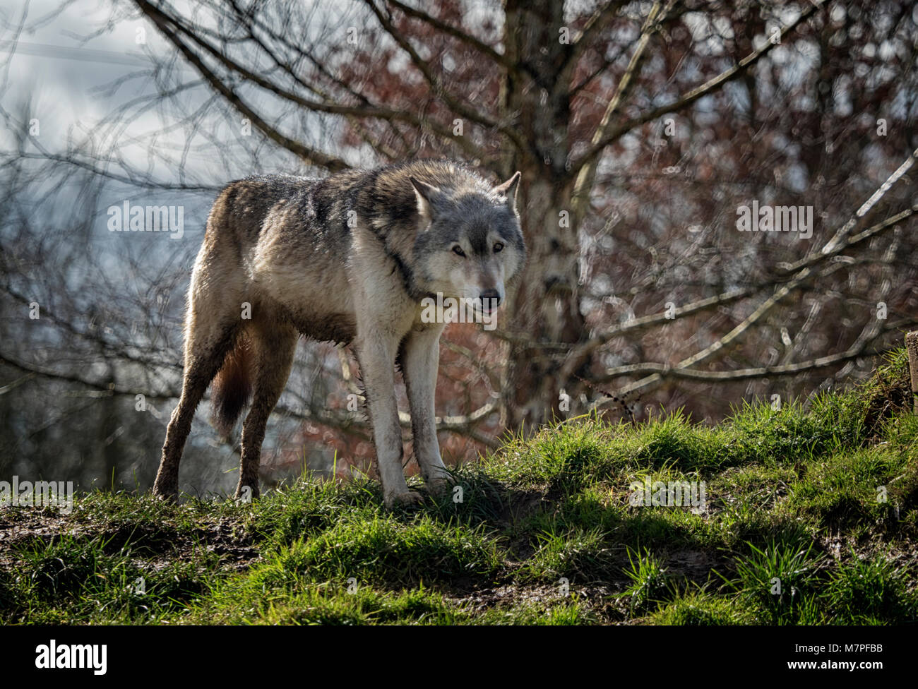 Alpha Male Gray (Gris) loup (Canis lupus), alias le loup ou le loup de l'ouest. Un chien originaire de régions sauvages de l'Eurasie et d'Amérique du Nord Banque D'Images