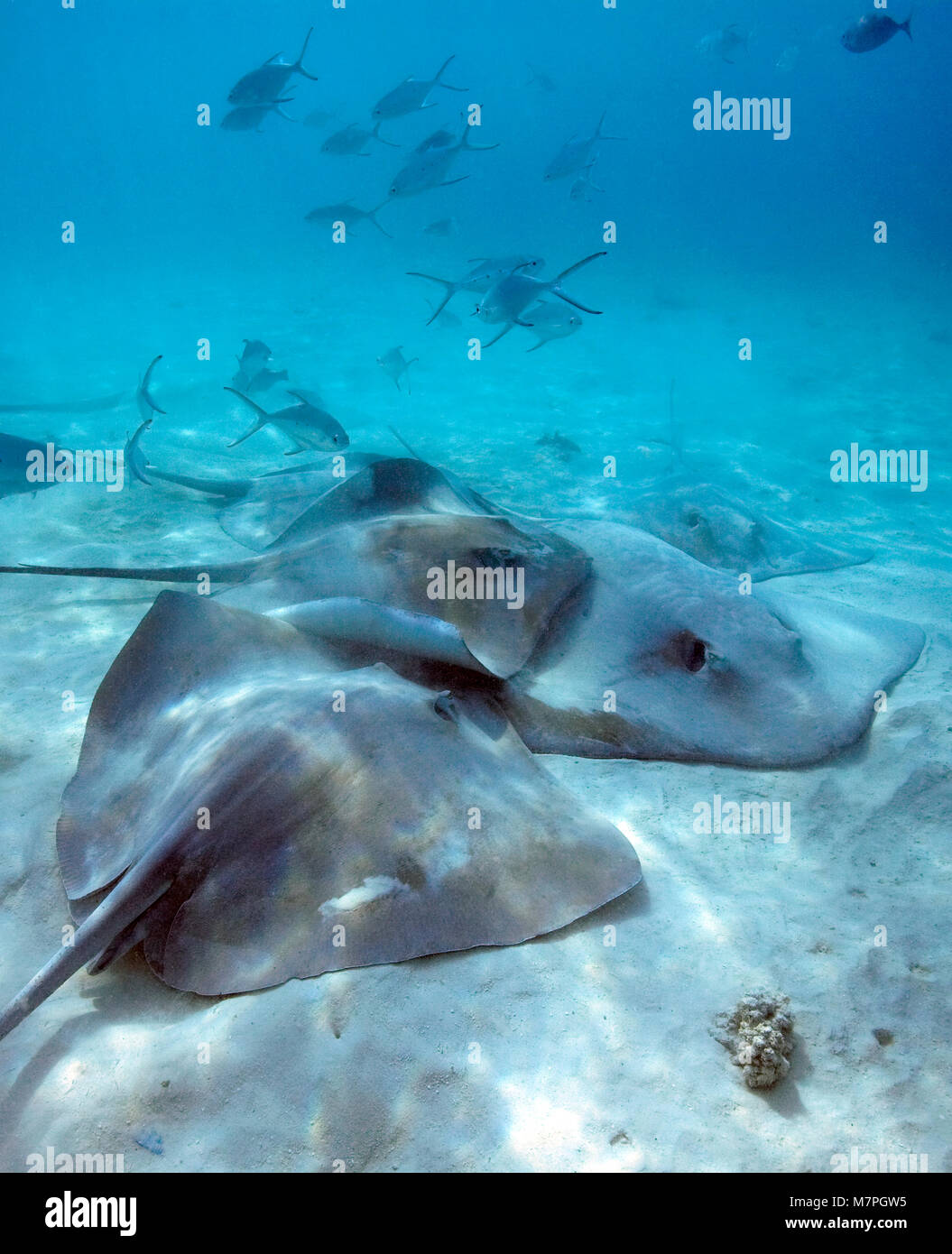 Épinoche tachetée tachetée de petites fléchettes, darts (Trachinotus baillonii) nager sur une whiprays groupe Jenkins (Himantura jenkinsii), Maldives, océan Indien Banque D'Images