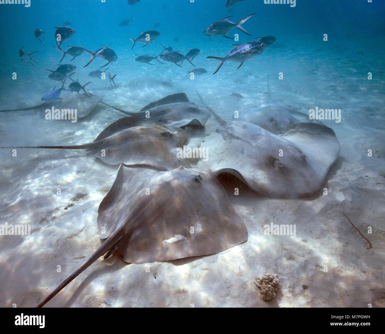 Épinoche tachetée tachetée de petites fléchettes, darts (Trachinotus baillonii) nager sur une whiprays groupe Jenkins (Himantura jenkinsii), Maldives, océan Indien Banque D'Images