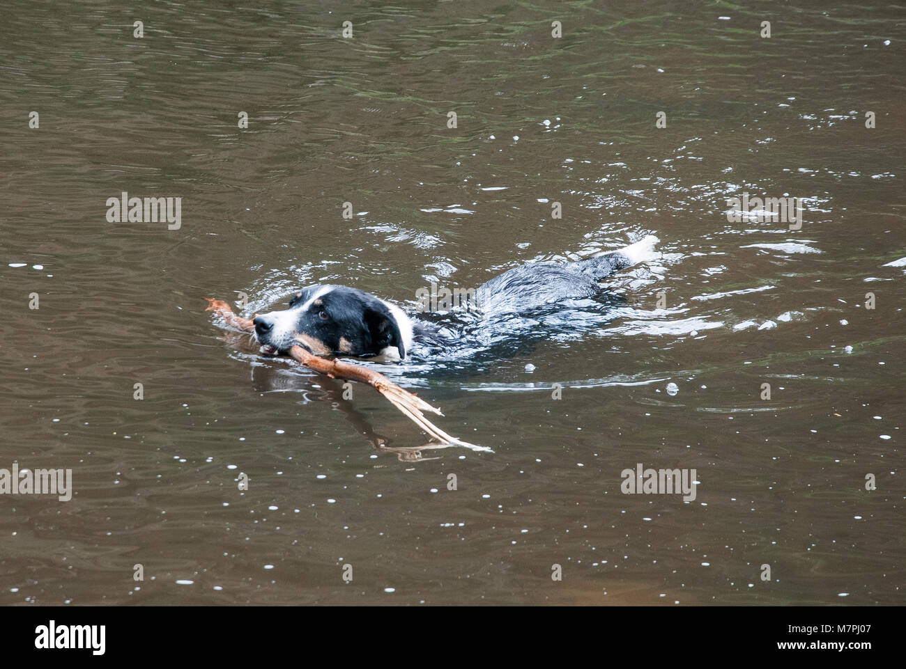 Un chien récupère une branche qui a été jeté dans le Fleuve Yarra à Warrandyte, Melbourne, Australie Banque D'Images