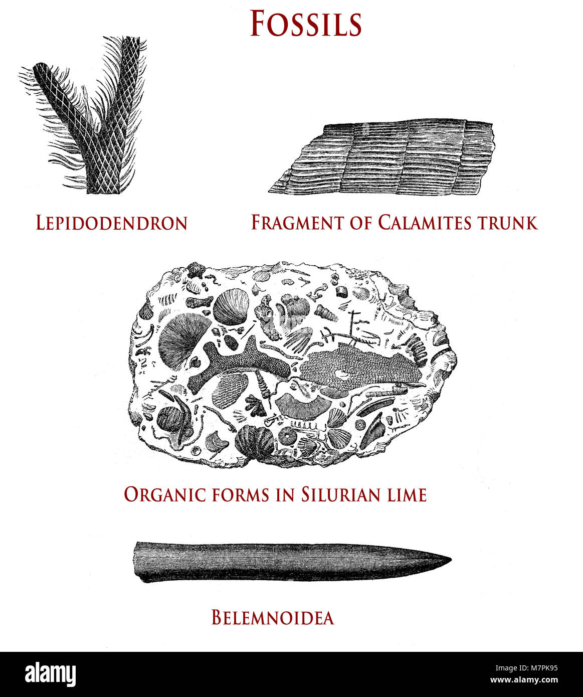 Illustration vintage de fossiles : lepidodendron, calamites, formes organiques dans la chaux et Silurien belemnoidea Banque D'Images