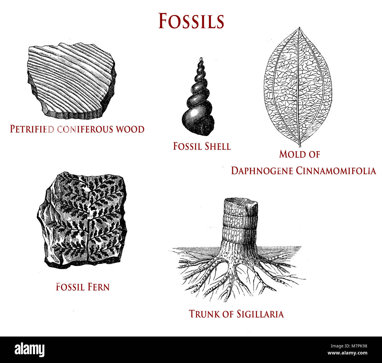 Illustration vintage de fossiles : bois de conifères pétrifiés, shell, fern,sigillaria et daphnogene cinnamomifolia Banque D'Images