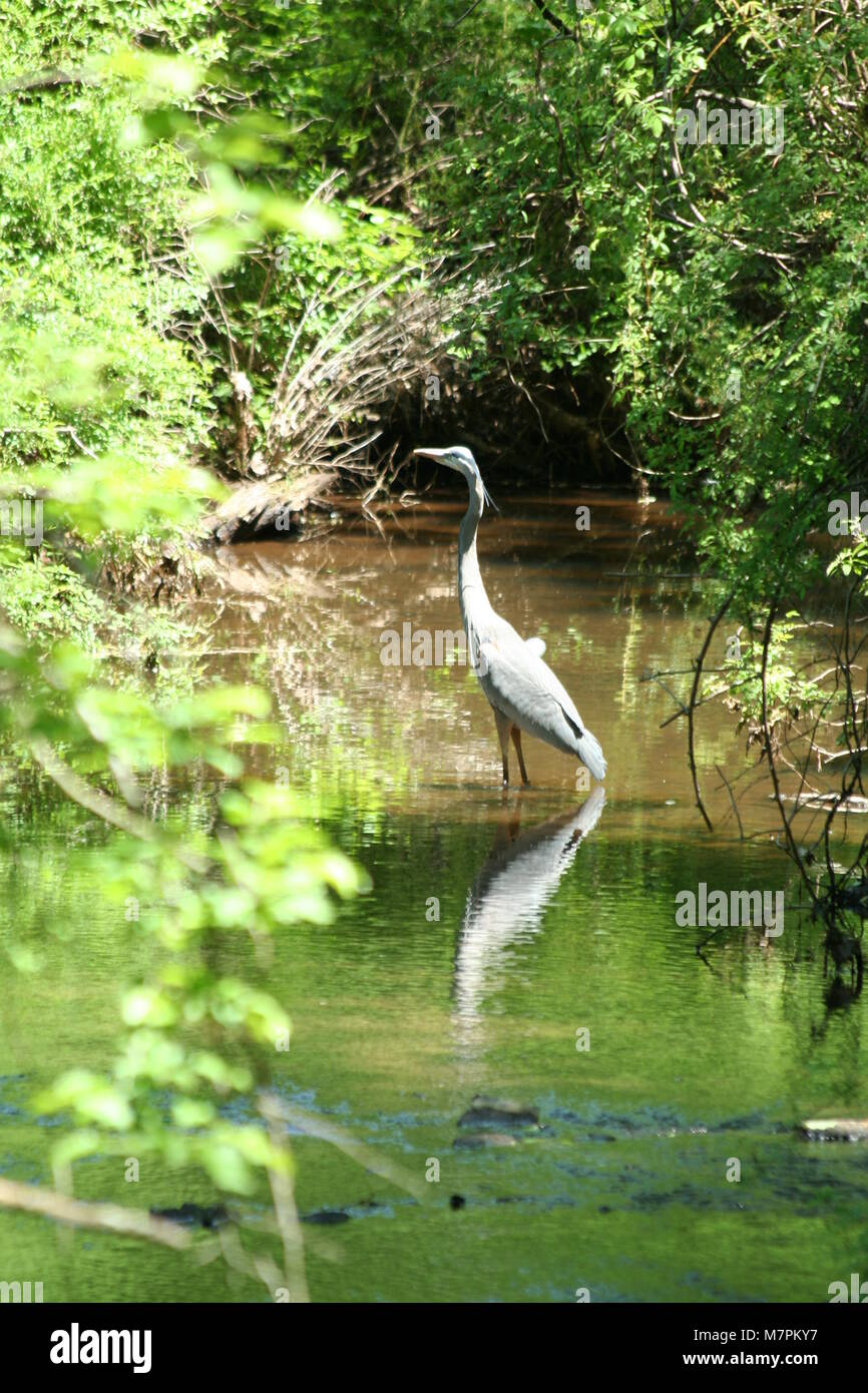 Blue heron Banque D'Images