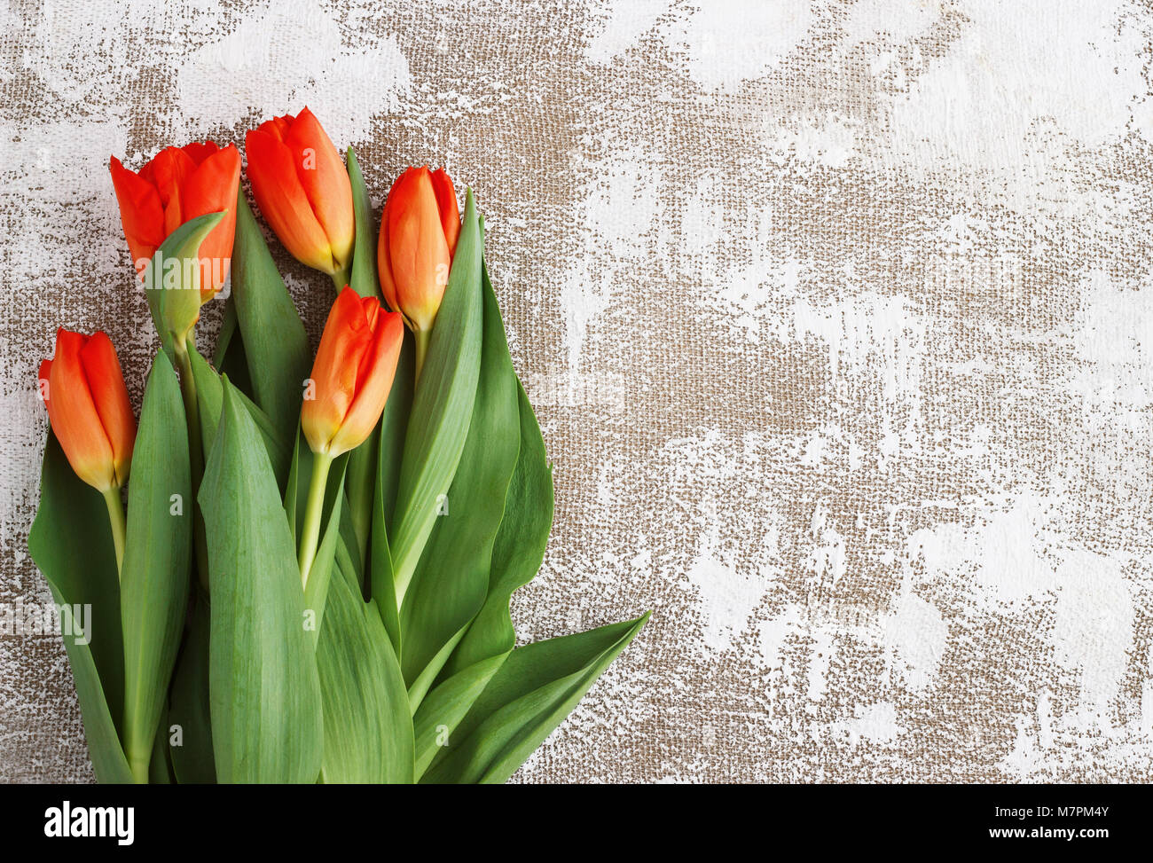 Tulipes jaune-rouge sur fond clair. Printemps - avec l'affiche de l'espace texte libre Banque D'Images