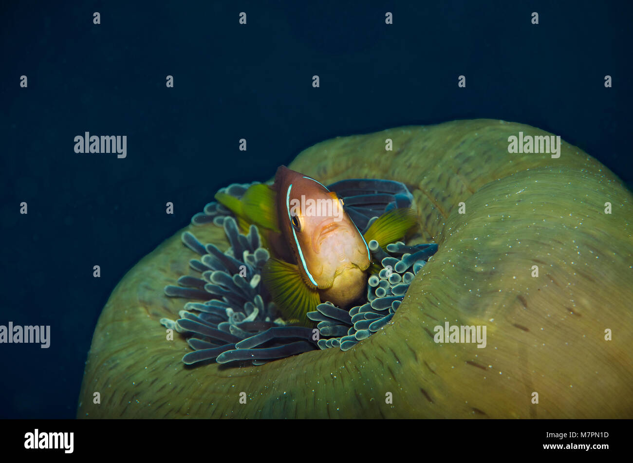 Skunk rose poissons clowns, Amphiprion perideraion, à l'abri dans l'anémone, aux Maldives, l'Océan Indien Banque D'Images