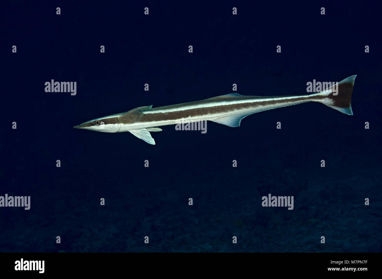 Echeneis naucrates, Remora, à la recherche d'hôte dans l'eau sombre, de l'Océan Indien, les Maldives Banque D'Images