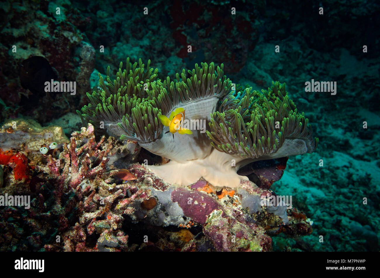 Skunk rose poissons clowns, Amphiprion perideraion, à l'abri dans l'anémone, aux Maldives, l'Océan Indien Banque D'Images