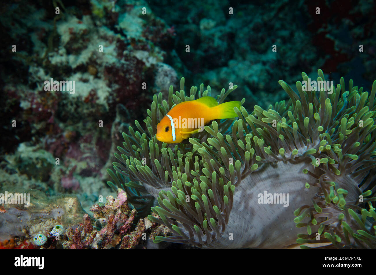 Skunk rose poissons clowns, Amphiprion perideraion, à l'abri dans l'anémone, aux Maldives, l'Océan Indien Banque D'Images