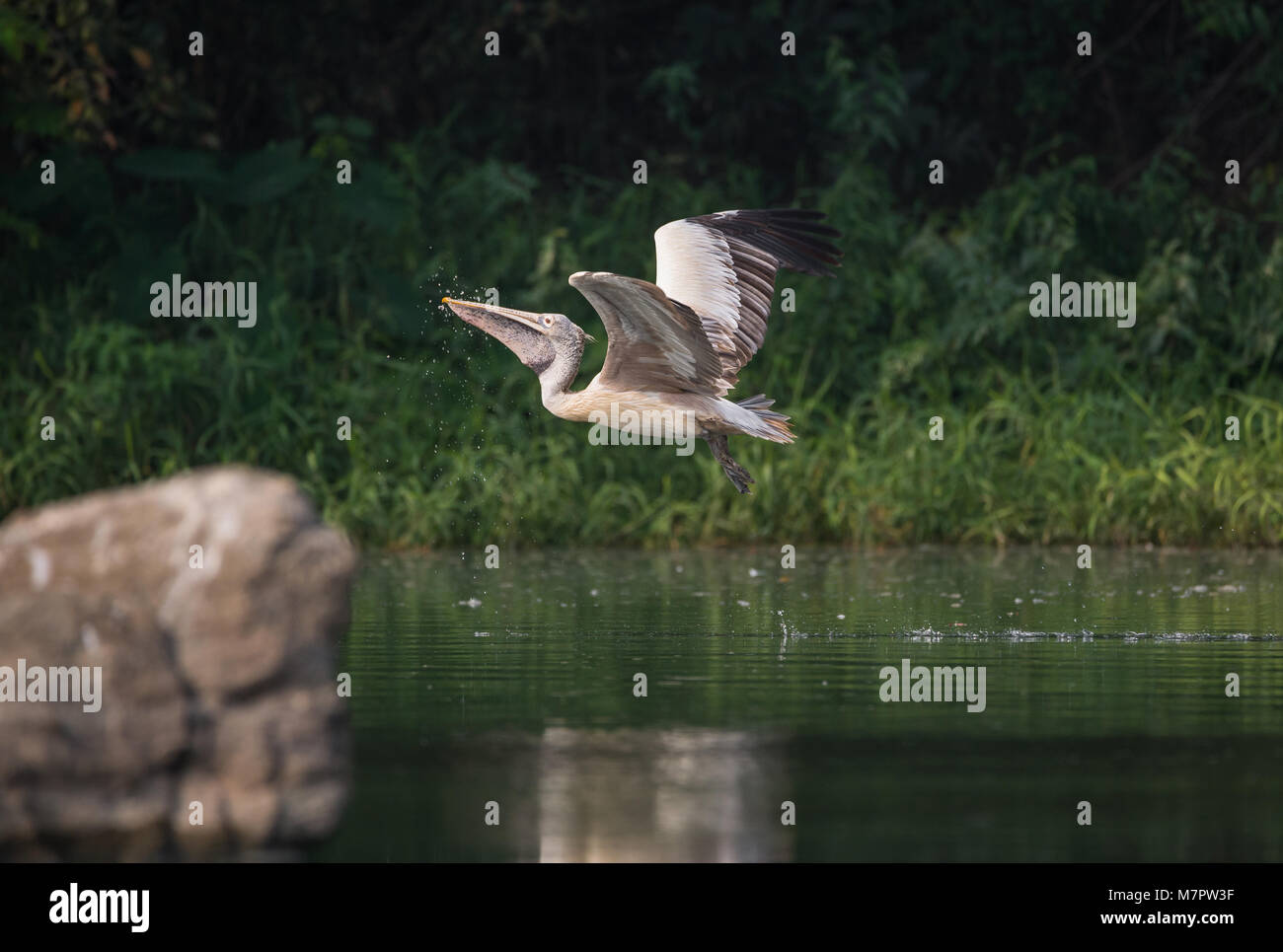 Spot-Billed Pélican Gris (Pelecanus philippensis) près du lac d'essayer de prendre du poisson Banque D'Images
