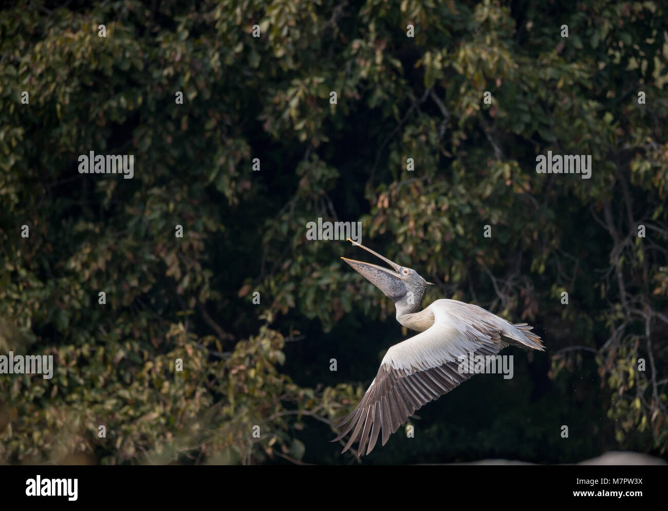 Spot-Billed Pélican Gris (Pelecanus philippensis) près du lac d'essayer de prendre du poisson Banque D'Images