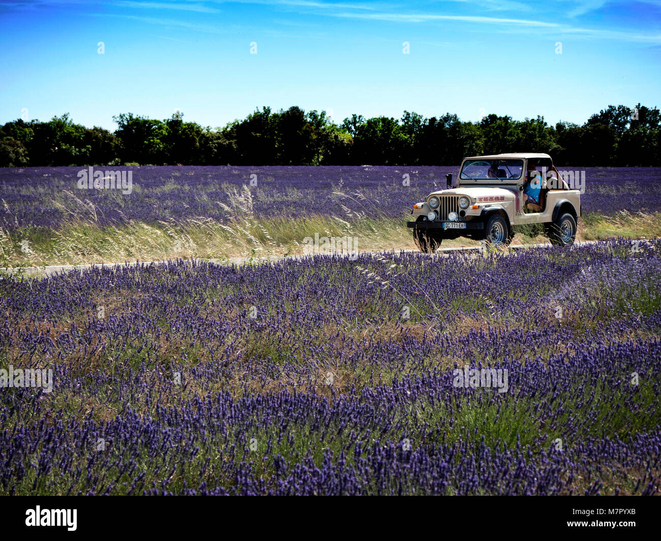 Champs de lavande, près de Saignon dans le Luberon Vaucluse en Provence France. Banque D'Images