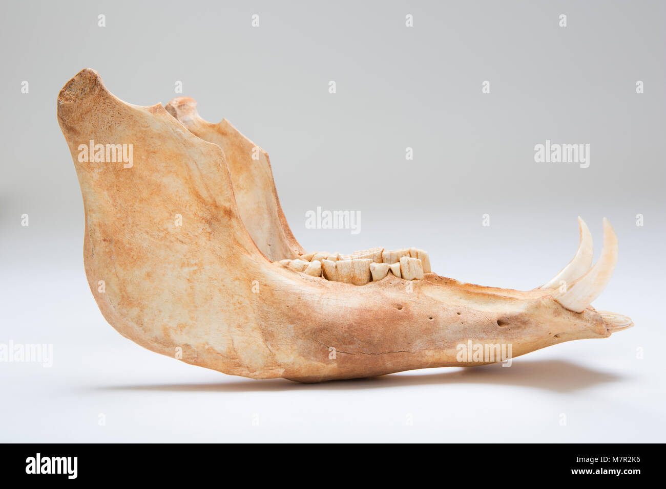 La mâchoire inférieure d'un phacochère, Phacochoerus africanus-montrant la dentition et défenses trouvés bien blanchis sur le terrain dans une réserve d'Afrique du Sud. Banque D'Images