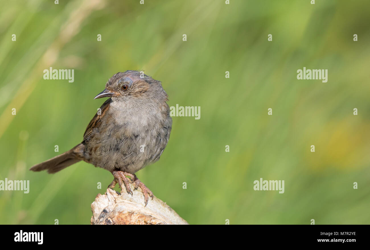 Gros plan d'oiseau dunnock juvénile sauvage du Royaume-Uni (Prunella modularis) isolé à l'extérieur dans un habitat naturel du Royaume-Uni, perché. Banque D'Images