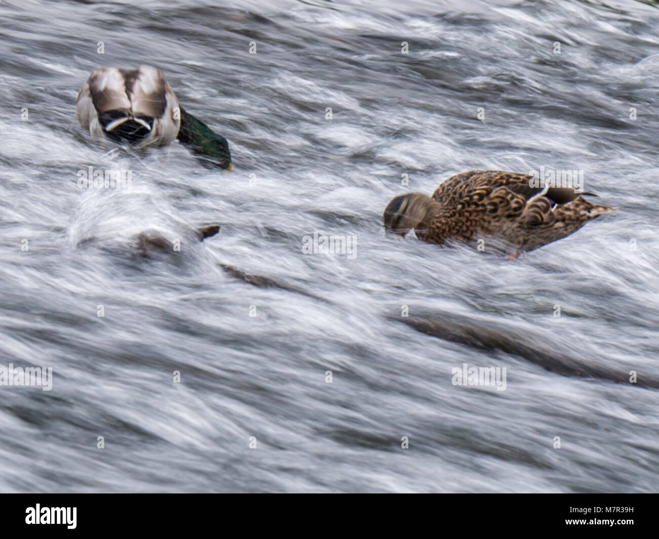 Le Canard colvert (Anas platyrhynchos) fine art print, représentant des hommes et des femmes en quête d'un blanc soyeux de l'eau de rivière. Banque D'Images