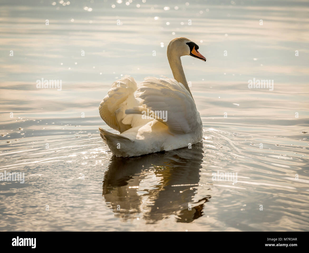 Beau Cygne tuberculé (Cygnus olor) baignée de lumière dorée , fanning ses ailes sur l'eau miroitante. Banque D'Images