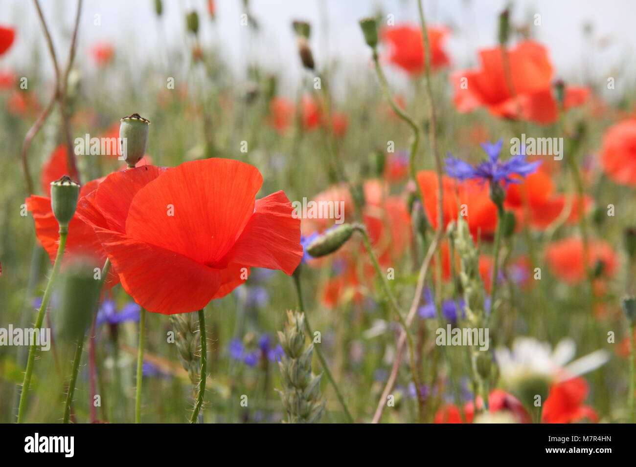 Coquelicot et bleuets Banque de photographies et d’images à haute résolution Alamy