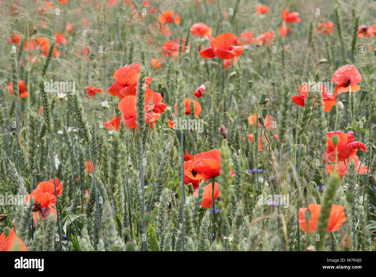 Coquelicot et bleuets Banque de photographies et d’images à haute résolution Alamy