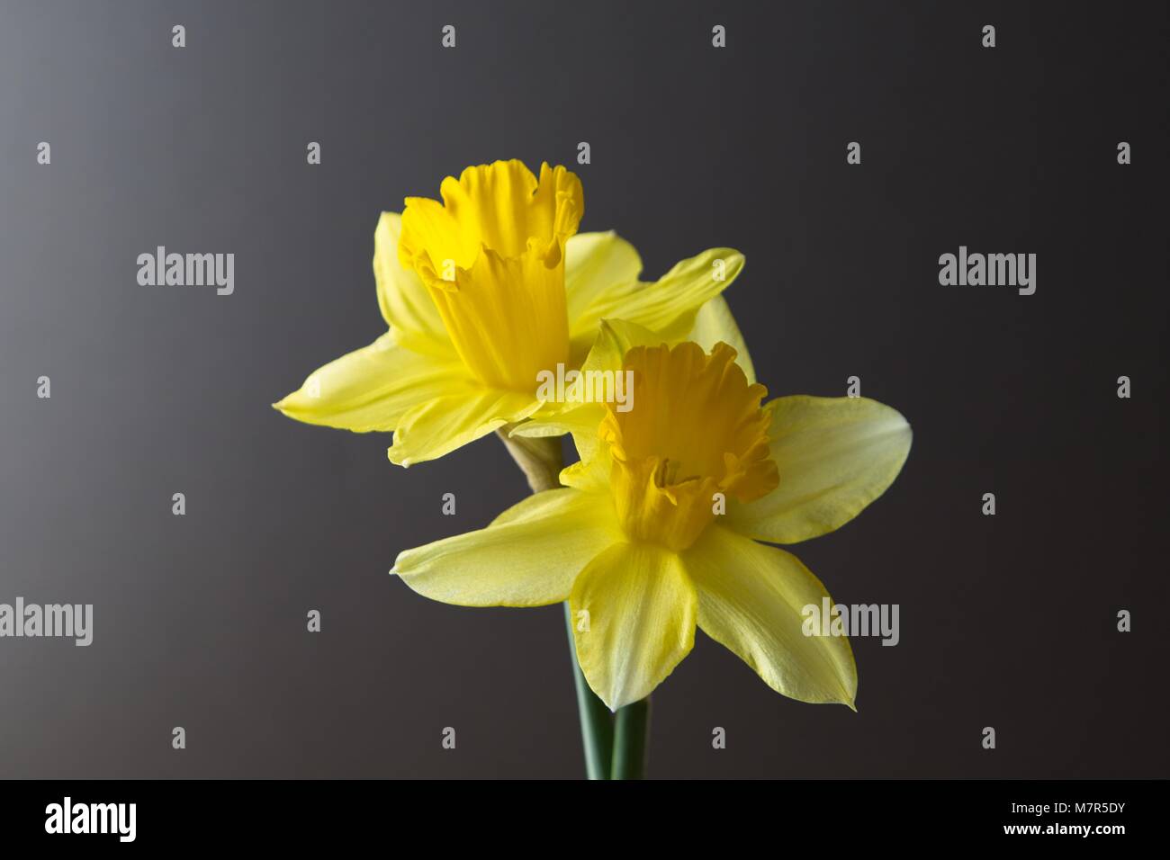 Close up de deux fleurs jonquille sur un fond sombre Banque D'Images