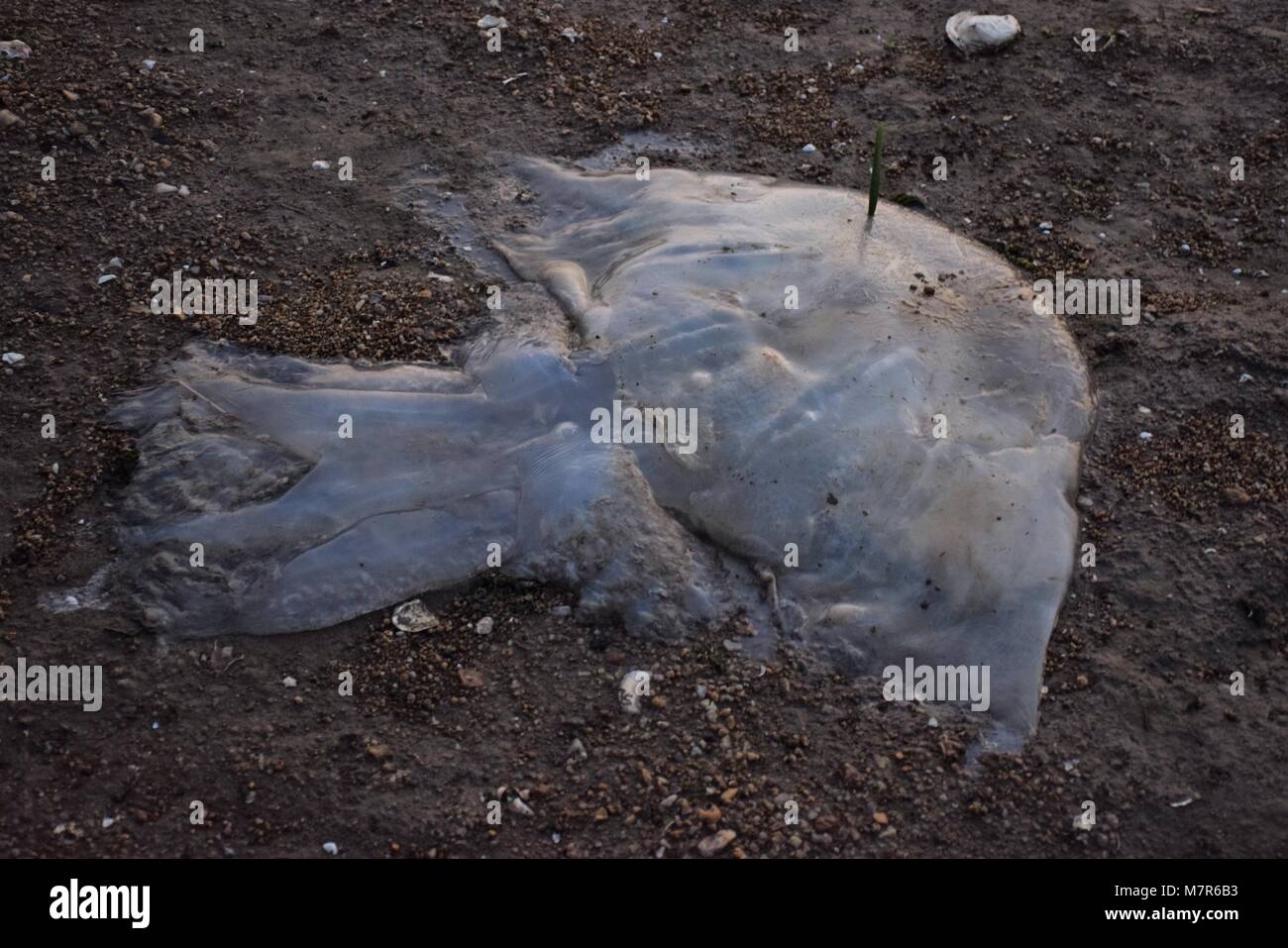Les méduses mortes géant sur le bord d'une plage dans de nouveaux territoires, Hong Kong Banque D'Images