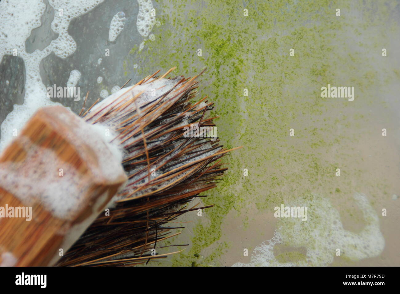 Le nettoyage d'un jardin, à effet de retirer les algues, de la mousse et la saleté pour laisser à la lumière et l'aider à contrôler les parasites et les maladies. Homme jardinier, UK Banque D'Images