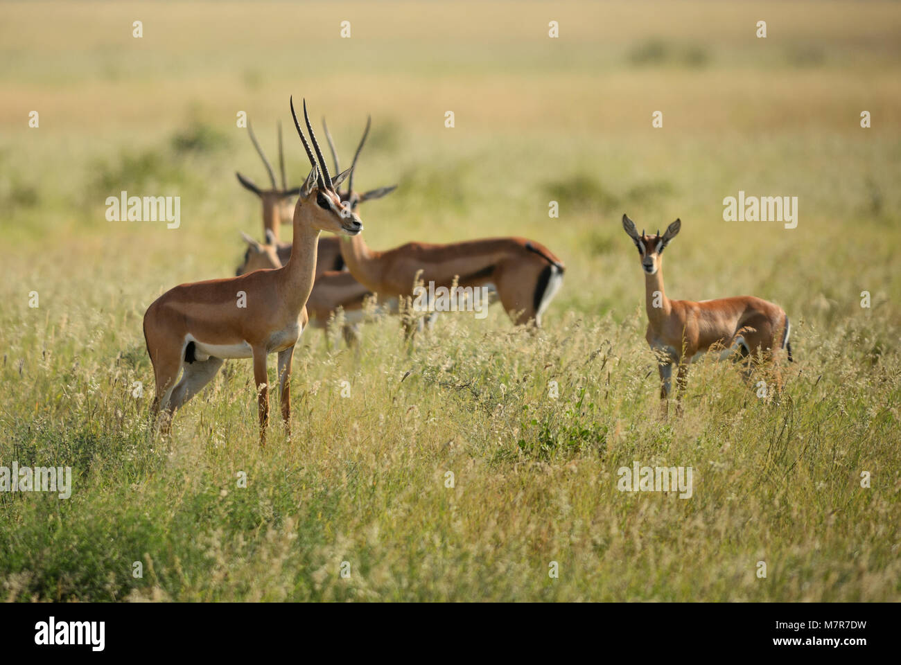 La gazelle de Grant - Nanger granti, petites antilopes rapide à partir de la savane africaine, le parc national de Tsavo, au Kenya. Banque D'Images