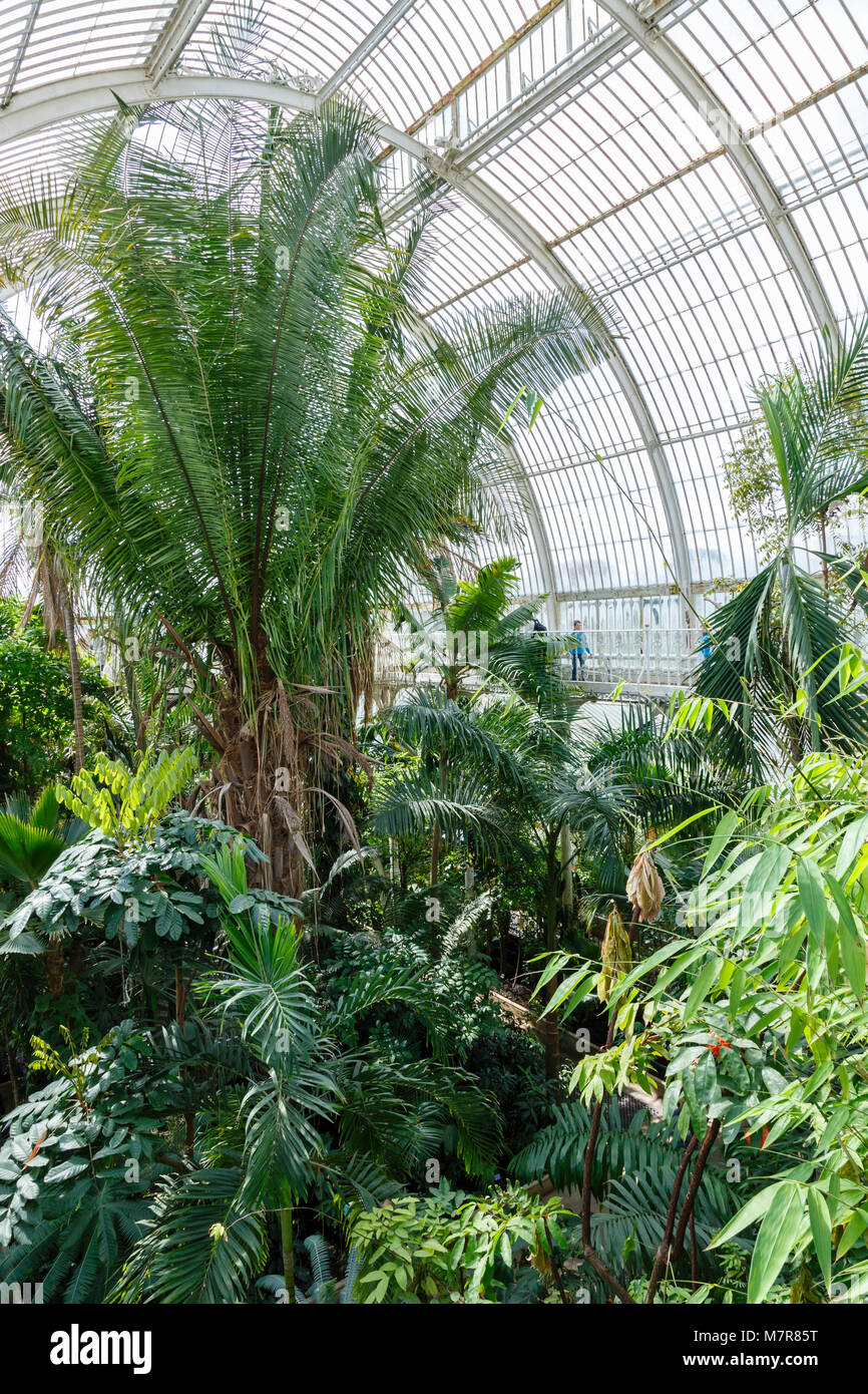 Londres, Royaume-Uni - 18 avril, 2014. Intérieur de la Palm House à Kew Gardens. Les jardins ont été fondées en 1840 et sont d'une importance internationale. Banque D'Images