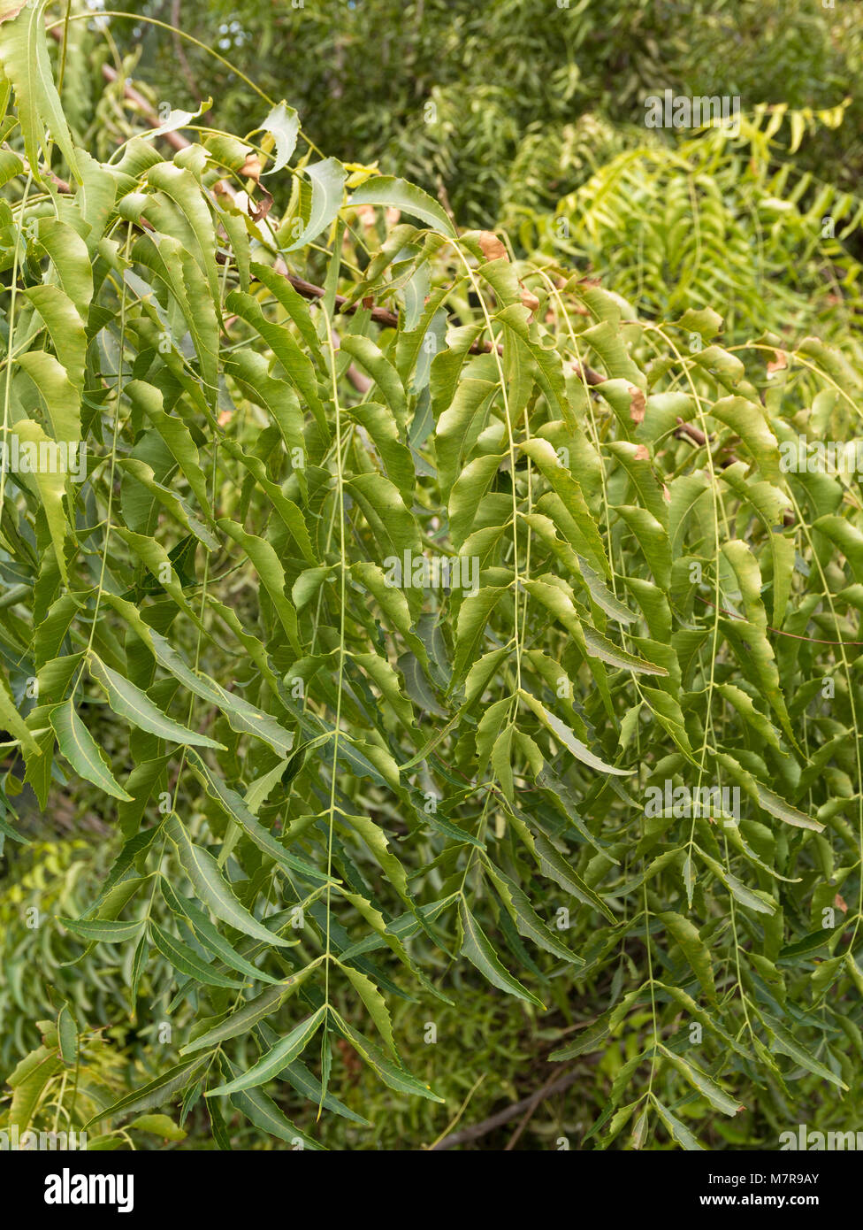 Azadirachta indica, communément connu sous le nom de neem. Palmetum, Botanical garden, Santa Cruz de Tenerife, Tenerife, Espagne. Banque D'Images