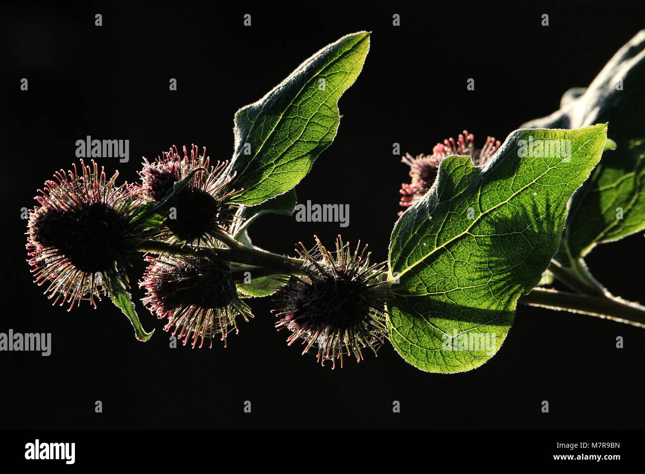 La plante à fleurs, moindre la bardane (Arctium minus). Banque D'Images