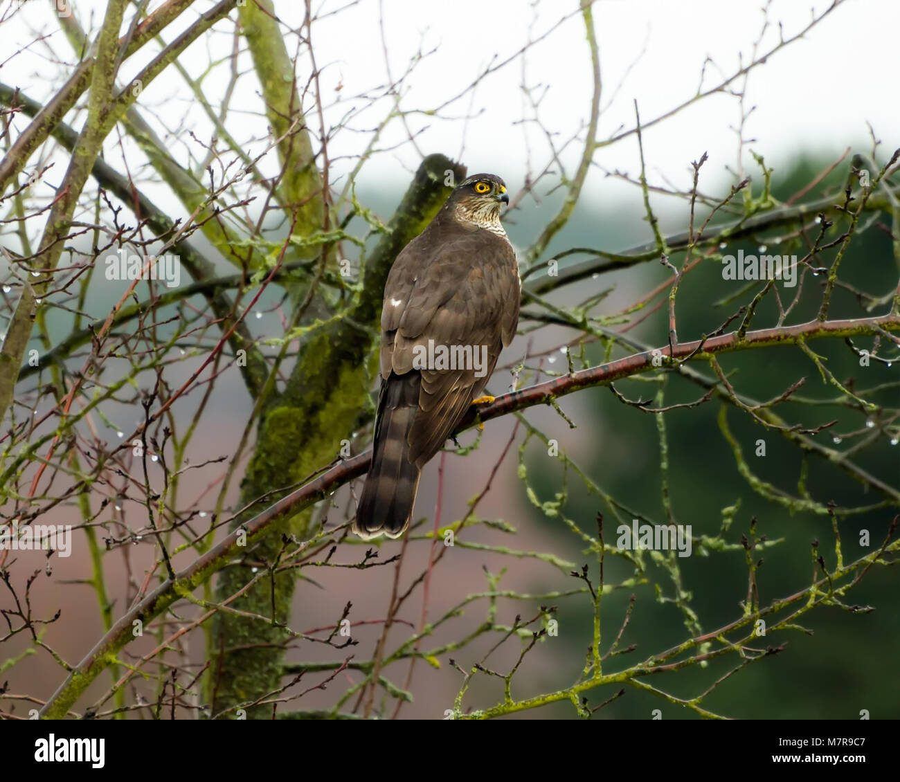 Une longue queue d'eurasie, Accipiter nisus, perché sur une branche dans un arbre fruitier dans un jardin en attente de la proie, oiseaux, par une journée d'hiver, Allemagne Banque D'Images