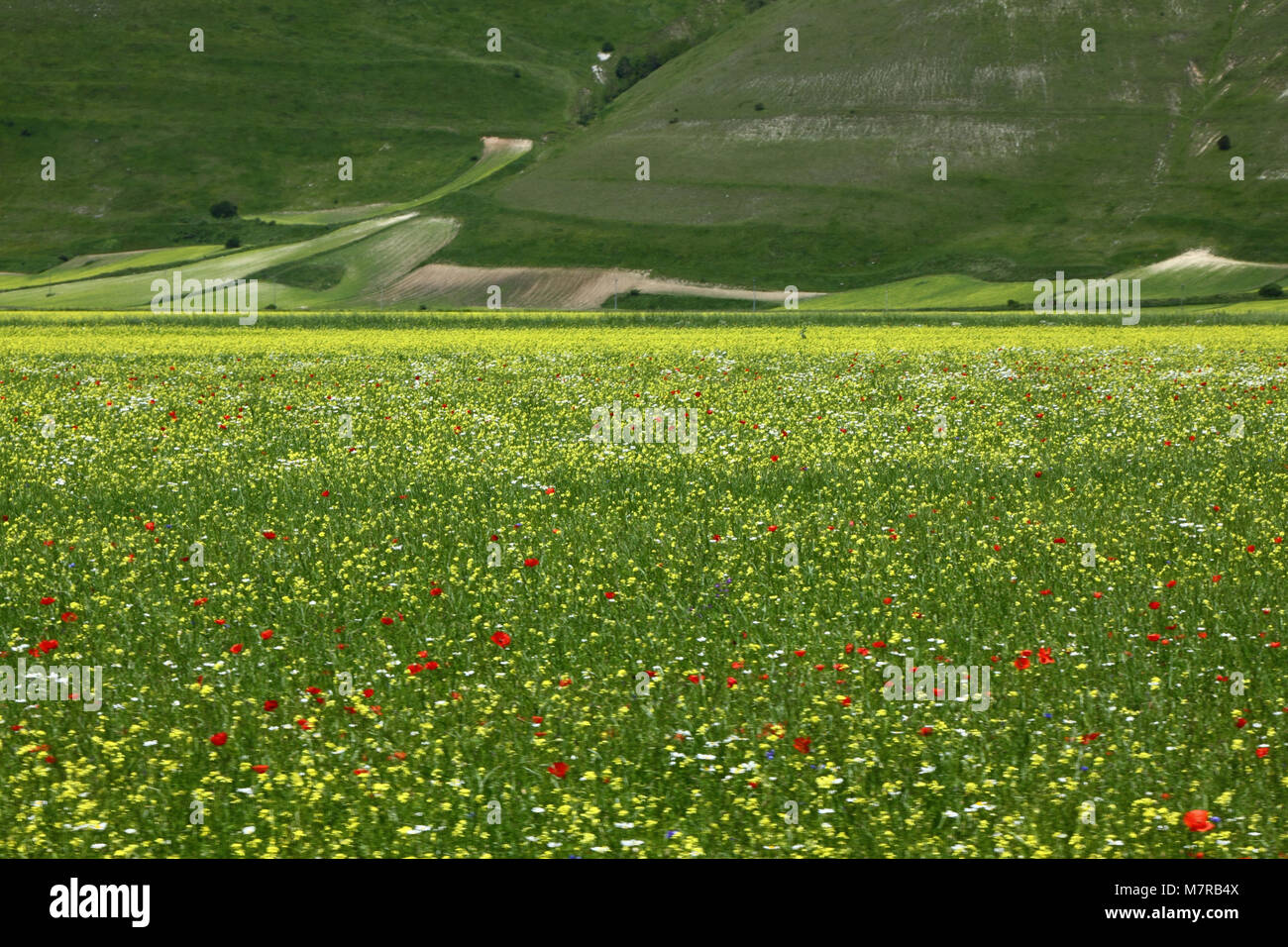 Castelluccio de Norcia, Ombrie, Italie Banque D'Images
