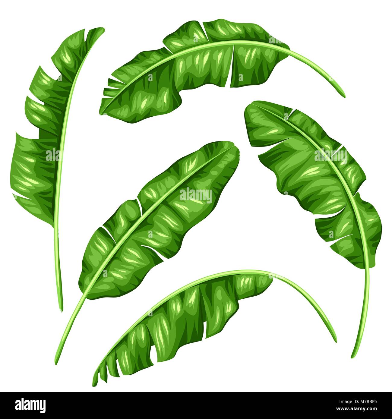 Les feuilles de bananier. Image de feuillages tropicaux décoratifs Illustration de Vecteur