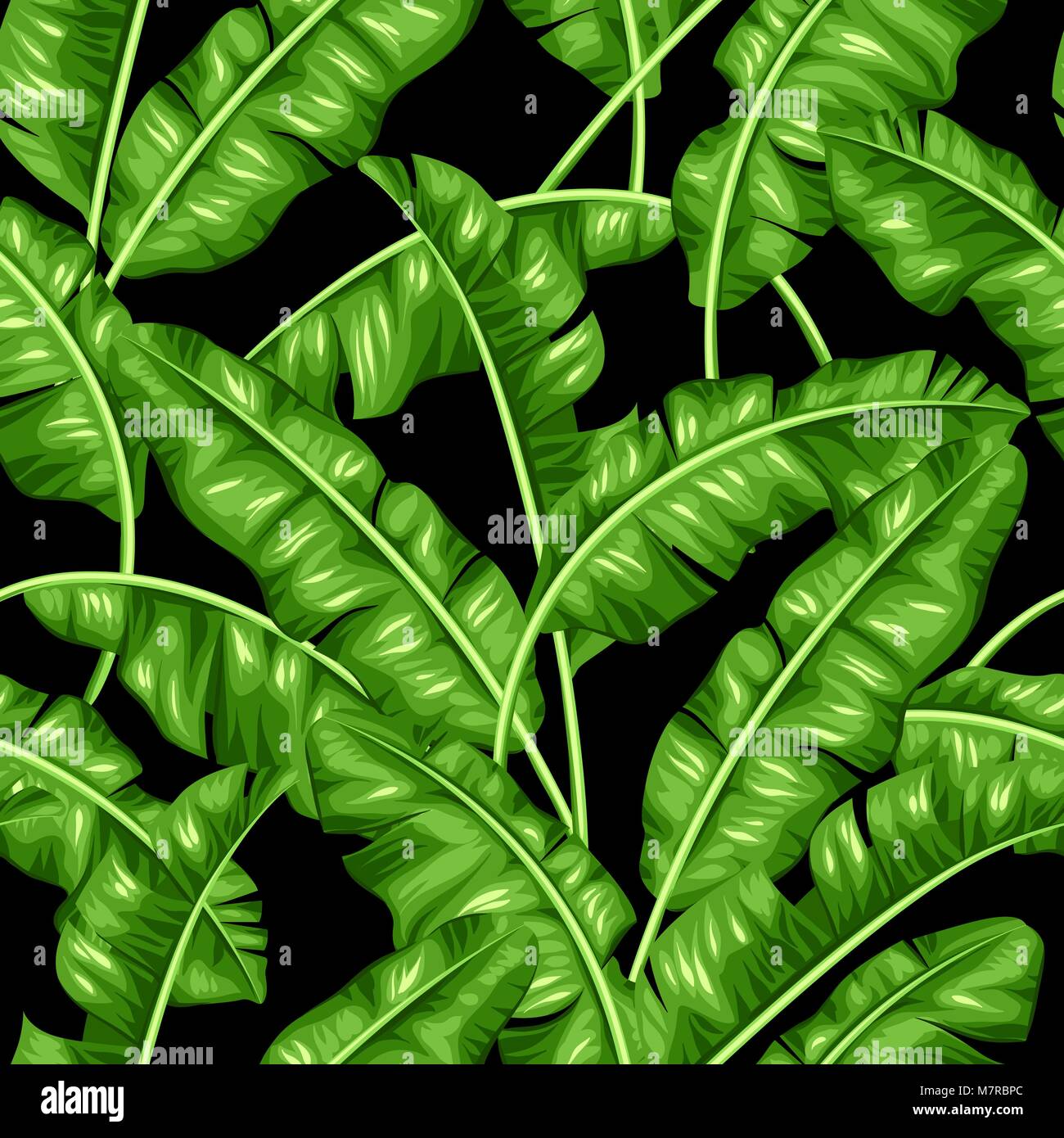 Modèle transparent avec des feuilles de bananier. Image de feuillages tropicaux décoratifs Illustration de Vecteur