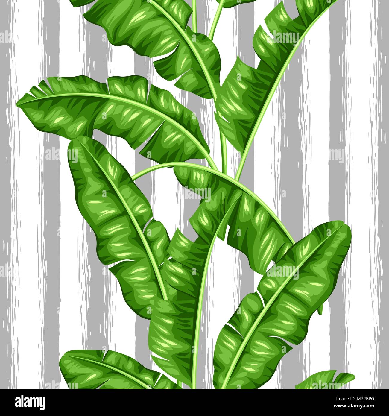 Modèle transparent avec des feuilles de bananier. Image de feuillages tropicaux décoratifs Illustration de Vecteur