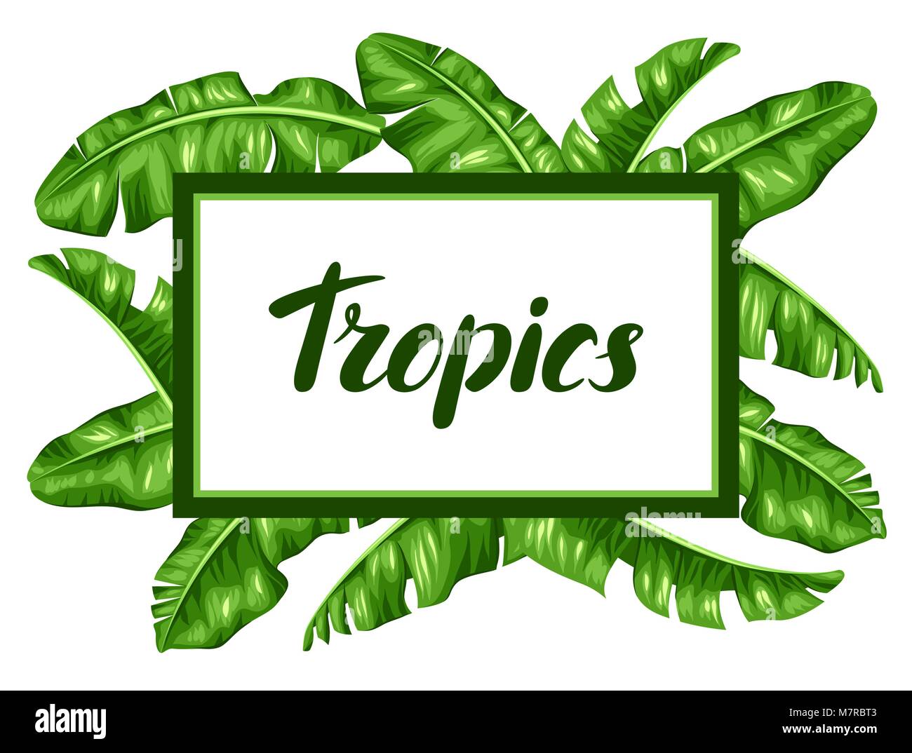 Châssis avec des feuilles de bananier. Image de feuillages tropicaux décoratifs Illustration de Vecteur