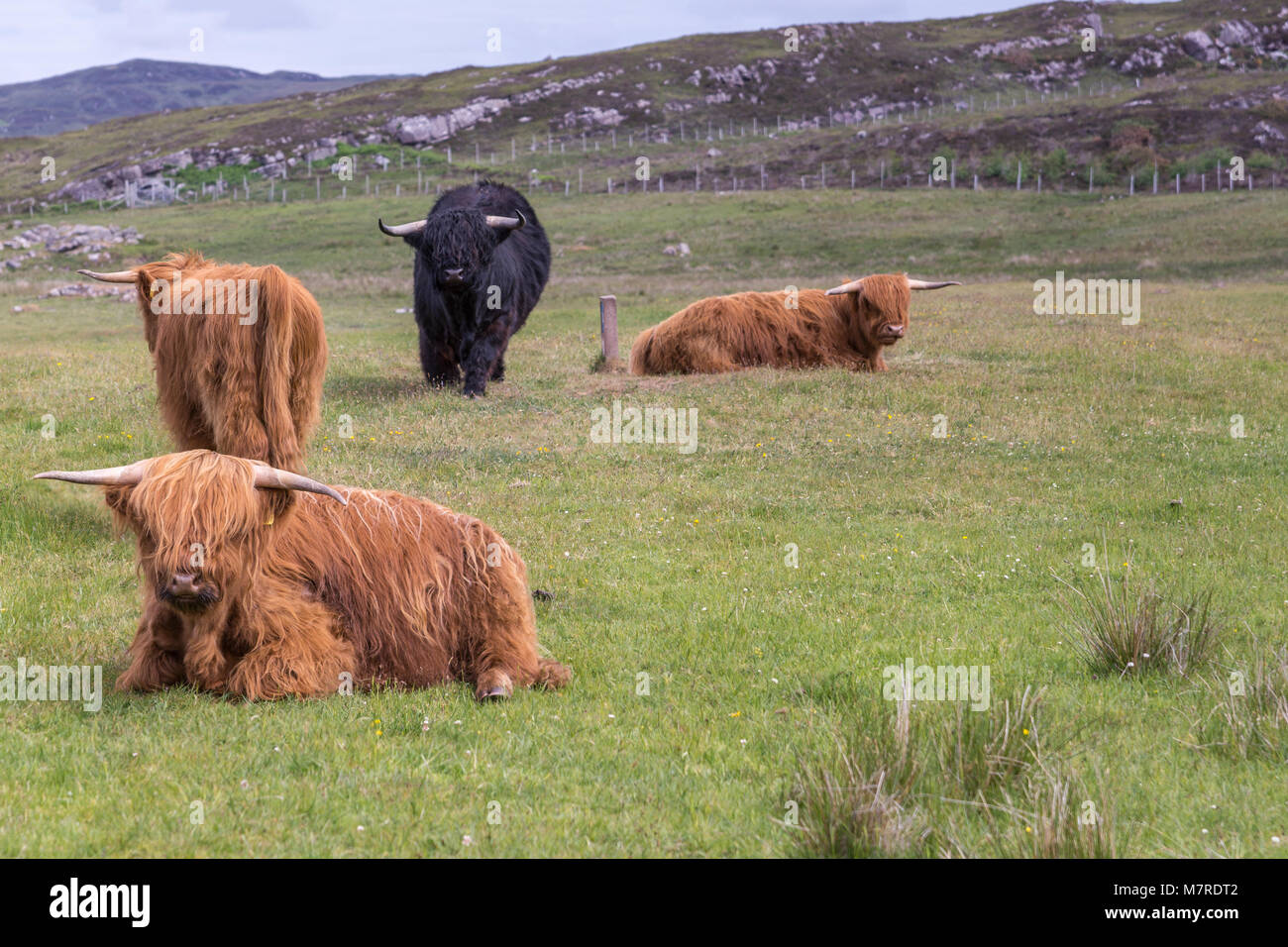 Melvaig, ÉCOSSE - 9 juin 2012 : Trois rouges et un noir mensonge Highland cattle et position sur pré vert dans la région de collines près de Melvaig. Banque D'Images